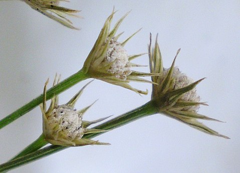 Brácteas en la inflorescencia de Eriocaulon miquelianum.