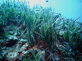 Posidonia oceanica