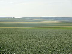 Champagne crayeuse, à Tours-sur-Marne, au centre.