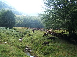 Pecore al pascolo presso la piana dei Ghiaccioni (1.375 m)