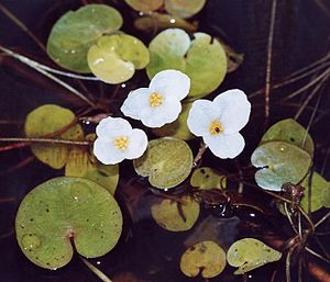 ranmorda hidrokarito (Hydrocharis morsus-ranae)