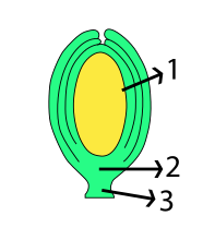 orthotrope zaadknop 1. nucellus, 2. vaatmerk, 3. navelstreng