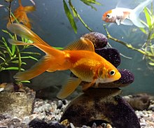 Aquarium scene with a bright orange goldfish swimming, tail at lower left, head at upper right, with some driftwood and another goldfish, white and orange, behind.