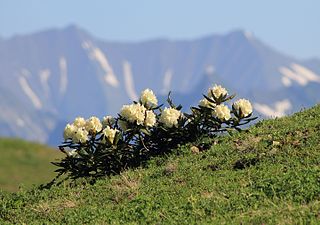 Kavkaški rododendron