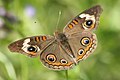 Junonia coenia