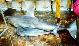 Two sharks lying on a boat deck, the one in front about half the size of the one in back, but otherwise similar in appearance