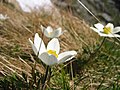 Ալպիական քնախոտ (Pulsatilla alpina)