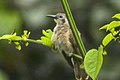 Long-billed cuckoo