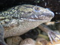 Xenopus laevis con el órgano de la línea lateral visible como líneas oblongas blancas.