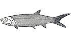 Palaeoniscum freieslebeni