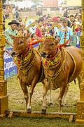 Sapi madura dalam kontes sapi sonok