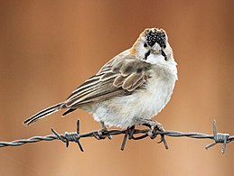 Akácia-szövőmadár (Sporopipes frontalis)