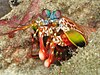 Mantis shrimp