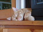 Gato durmiendo, Gato dormido, Cat sleeping, Gatto dormito, 眠り猫