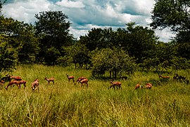 Antilopes.