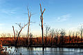 Contaminated wetlands at Long Lake