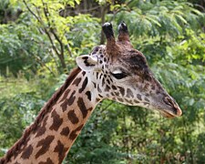 Detail of head, taken at Cincinnati Zoo and Botanical Garden