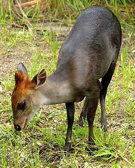 Zwarte duiker