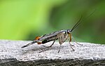 Common scorpionfly (Panorpa communis)