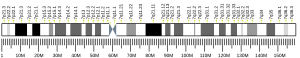 Chromosome 7 (human)