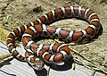 Die ungiftige Dreiecksnatter (Lampropeltis triangulum)