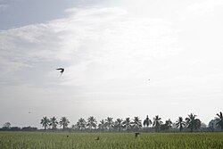 Rice field, Sai Noi District