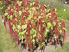 Love-lies-bleeding (Amaranthus caudatus)