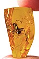 Image 3Ant trapped in Baltic amber, by Baltic-amber-beetle (edited by AmericanXplorer13) (from Wikipedia:Featured pictures/Sciences/Geology)