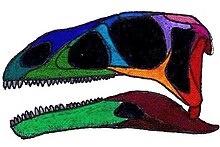 Efraasia skull.jpg