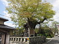 Keyaki Tree（Tsuyama City Natural Monument）