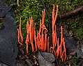 Coral fungus