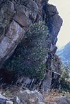 Grèvols de les Llaveades (Vall de Boí)