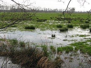 Landschap in het hoogveen Oppenweher Moor