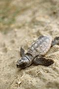 nouveau-né de tortue caouanne