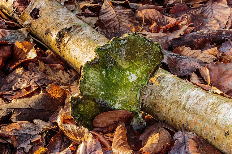 Плодовое тело трутовика берёзового (Piptoporus betulinus) на отломанной ветке