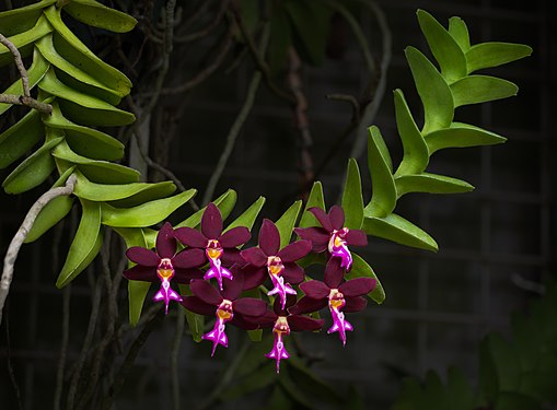 Photograph of vibrant green branch with seven dark purple orchids blooming on it