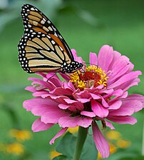 Un papillon monarque (Danaus plexippus) sur une fleur du genre Zinnia. Photo prise dans la canton de Aston, en Pennsylvanie (États-Unis). (définition réelle 1 800 × 2 000)