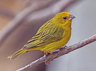 Macho do canário-da-terra-verdadeiro (Sicalis flaveola), Pantanal, Brasil. (definição 3 350 × 2 502)