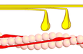 Dwarsverbindingcyclus fase 4 - Myosine (geel) in rust. Actine (roze).