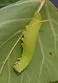 Les lignes jaunes de la chenille du sphinx du peuplier imitent les nervures des feuilles.