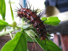 Chenille d'Acraea terpsicore.