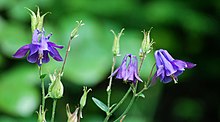 blóm og fræ af Aquilegia vulgaris