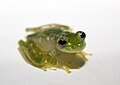 Image 32Powdered glass frog, Cochranella pulverata, Centrolenidae, Honduras to Ecuador (from Tree frog)