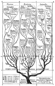 El árbol de la vida de Haeckel en Generelle Morphologie der Organismen (1866)