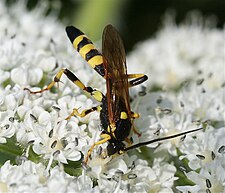 Huk putiwana (Ichneumon)