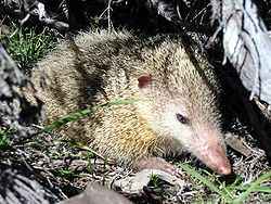 Tenrek (Tenrec ecaudatus), den største art børstesvin