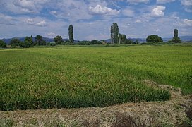 Оризови ниви близу с.Грдовци, Кочанско