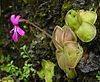 Pinguicula moranensis