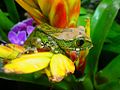 Image 11Big-eyed tree frog, Leptopelis vermiculatus, Hyperoliidae, Tanzania (from Tree frog)