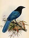 Bushy-crested jay